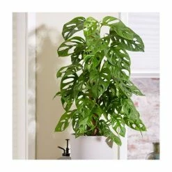 Monstera adansonii | Monkey Leaf Monstera