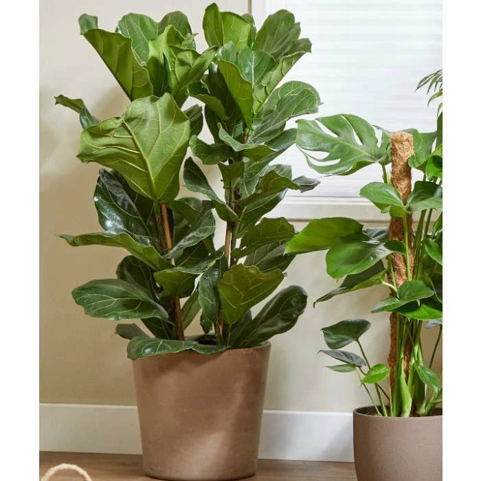 Fiddle Leaf Fig | Ficus Lyrata