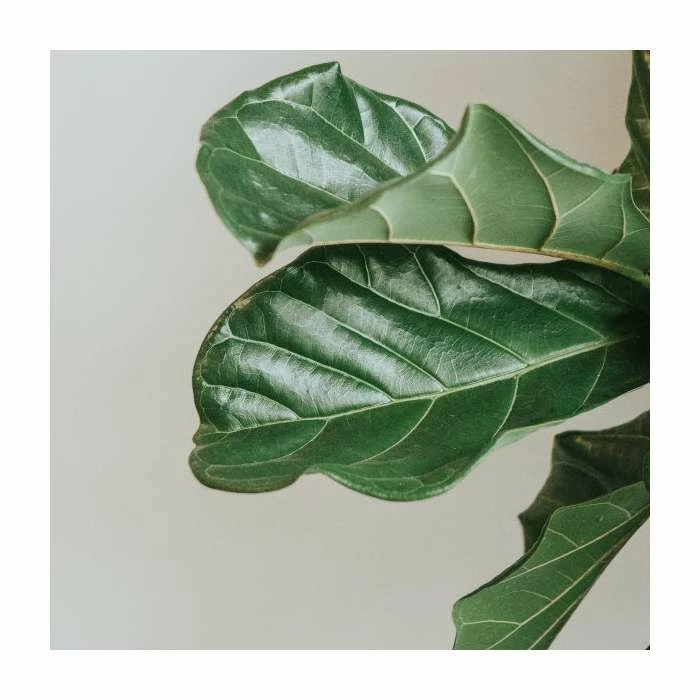 Fiddle Leaf Fig | Ficus Lyrata - Image 2