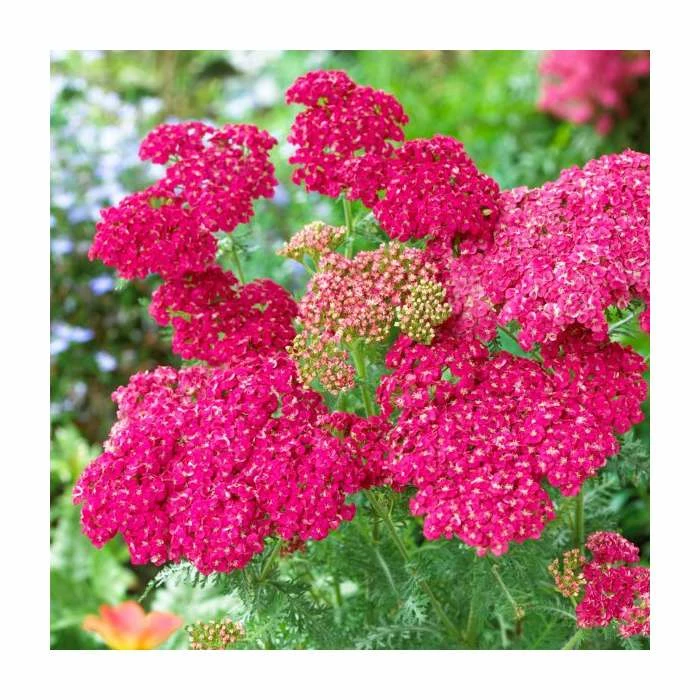 Achillea millefolium 'Saucy Seduction' | 2L Pot - Image 2