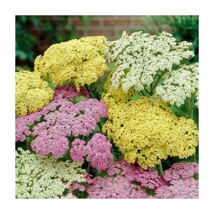 Achillea millefolium 'Sunny Seduction' | 2L Pot