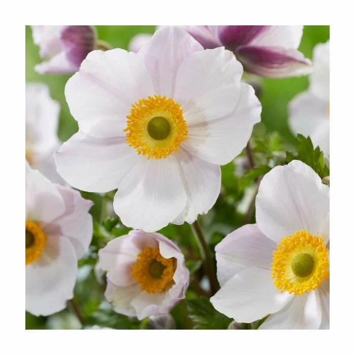 Anemone 'Wild Swan' | 2L Pot - Image 2