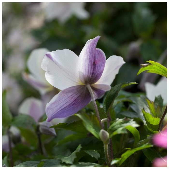 Anemone 'Wild Swan' | 2L Pot - Image 4