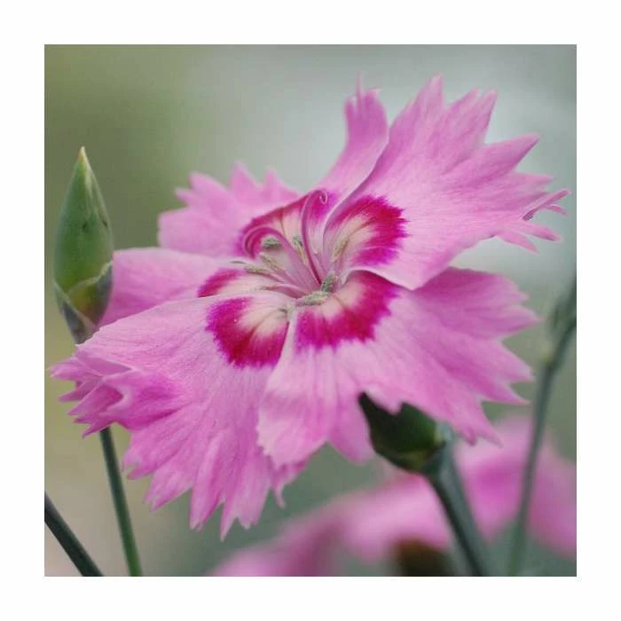 Dianthus Cocktail 'Shirley Temple' | 2L Pot - Image 2