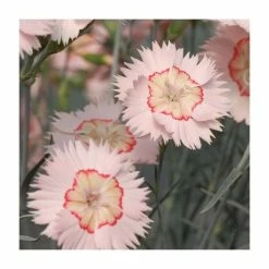 Dianthus Cocktail 'Tequila Sunrise' | 2L Pot