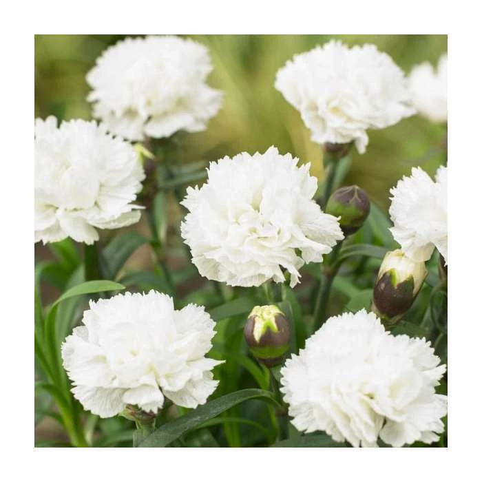Dianthus 'Memories' | 2L Pot