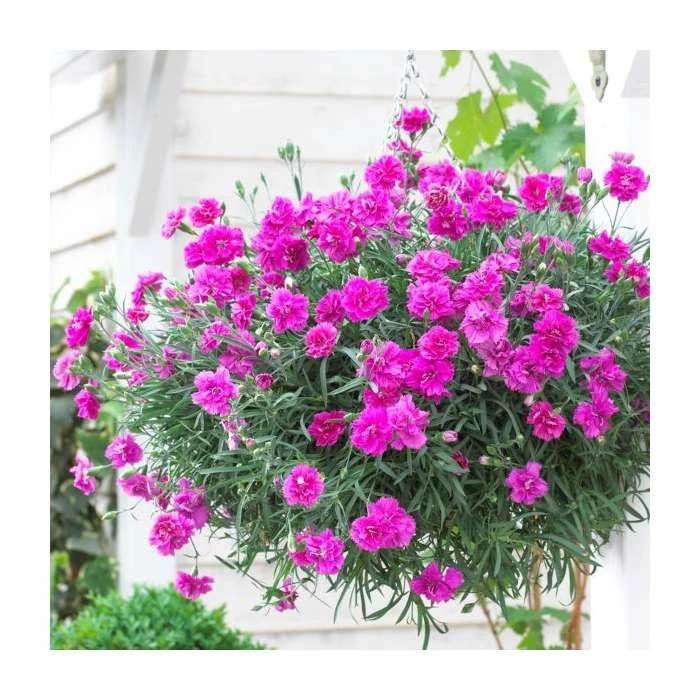 Dianthus 'Tickled Pink' | 2L Pot - Image 2
