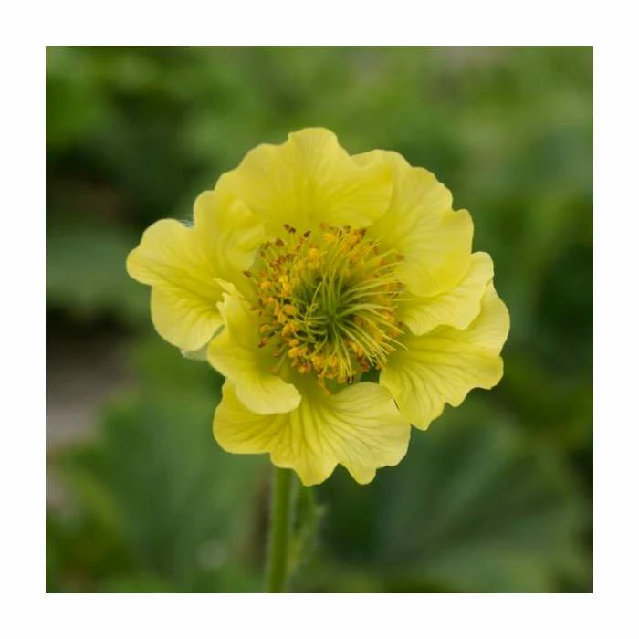 Geum 'Banana Daquiri' | 2L Pot