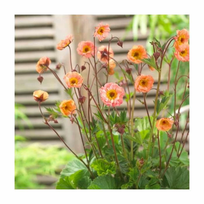 Geum 'Mai Tai' | 2L Pot - Image 2