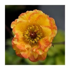 Geum 'Tequila Sunrise' | 2L Pot