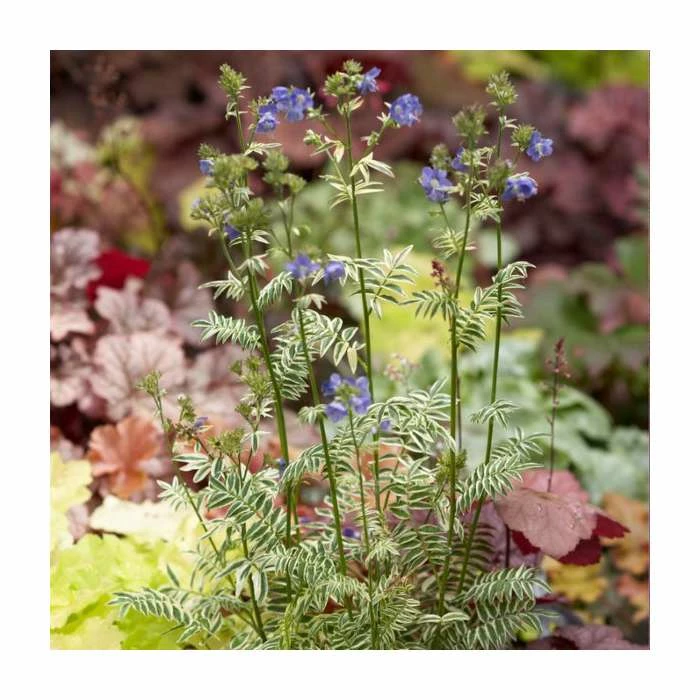 Polemonium 'Brise D' Anjou' | Jacob's Ladder - Image 2