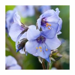 Polemonium 'Heaven Scent' | Jacob's Ladder
