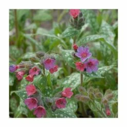Pulmonaria 'Victorian Brooch' | 2L Pot