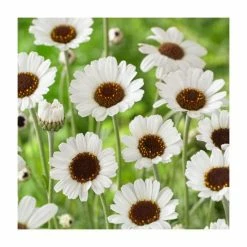 Rhodanthemum hosmariense 'Casablanca' | 2L Pot