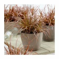 Uncinia 'Everflame' | 2L Pot