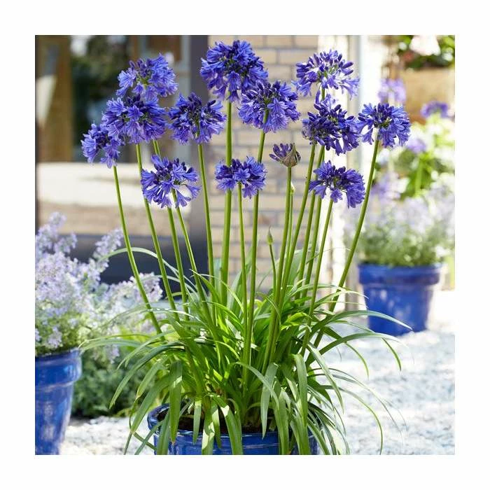 Agapanthus 'Black Pantha' (PBR) | 2L Pot