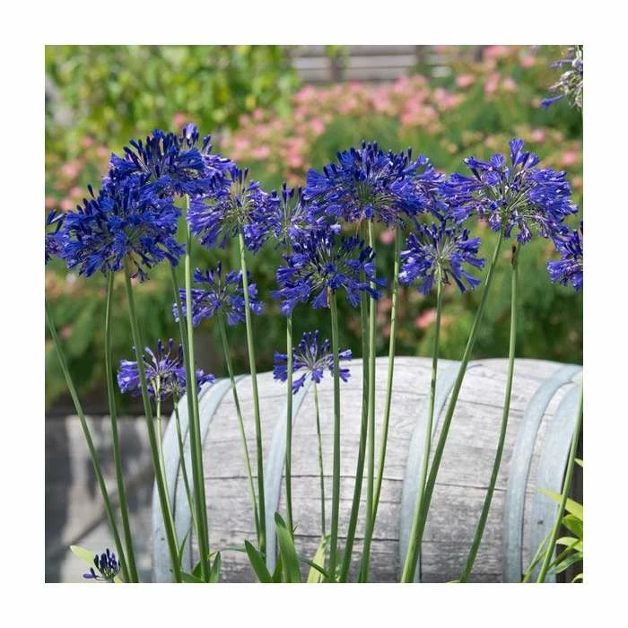 Agapanthus 'Black Pantha' (PBR) | 2L Pot - Image 2