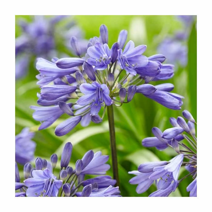 Agapanthus 'Ever Sapphire' | 3L Pot