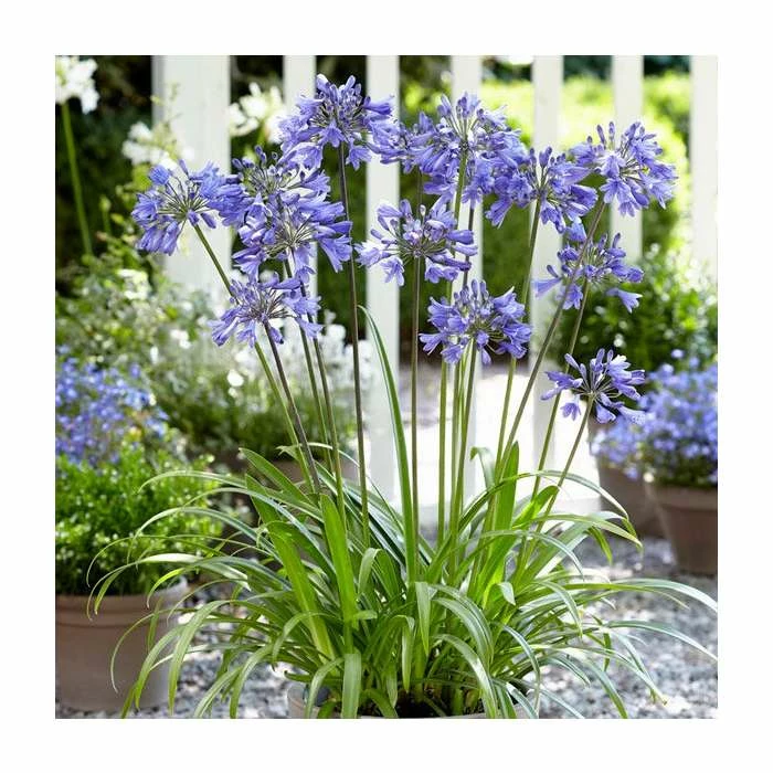 Agapanthus 'Ever Sapphire' | 3L Pot - Image 2