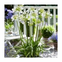 Agapanthus 'Ever White' | 3L Pot