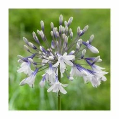 Agapanthus 'Fireworks' | 2L Pot