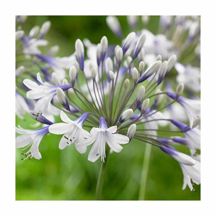 Agapanthus 'Fireworks' | 2L Pot - Image 2