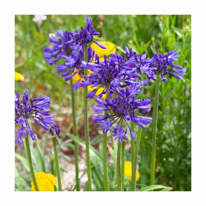 Agapanthus 'Navy Blue' | 2L Pot - Image 2