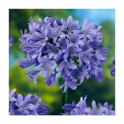 Agapanthus 'Pretty Heidi' | 3L Pot
