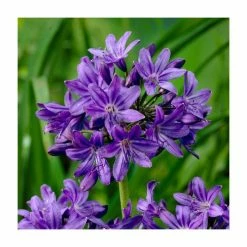 Agapanthus 'Windsor Grey' | 3L Pot