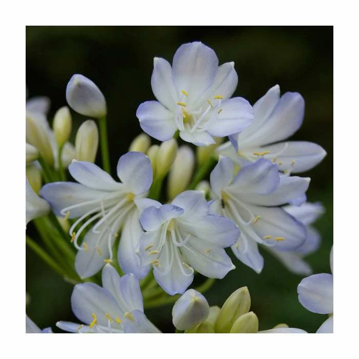 Agapanthus 'Silver Baby' | 3L Pot