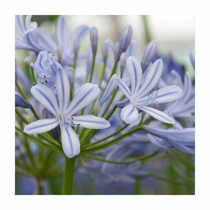 Agapanthus 'Sweet Surprise' | 3L Pot