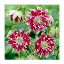 Aquilegia 'Nora Barlow' | Granny's Bonnet