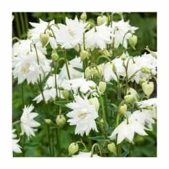 Aquilegia 'Green Apples' | Granny's Bonnet
