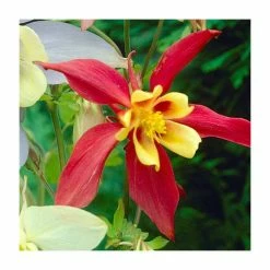 Aquilegia 'Koralle' | 3L Pot