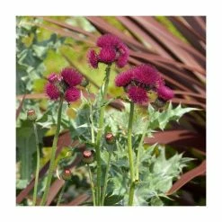 Cirsium 'Atropurpurea' | 3L Pot