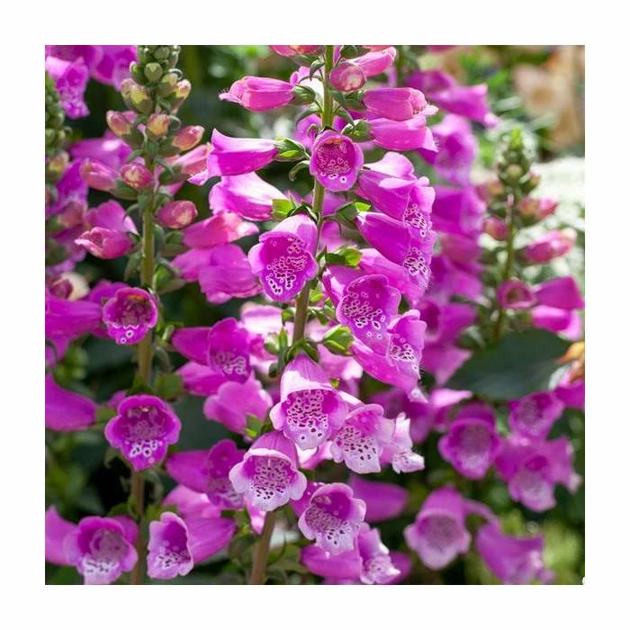 Digitalis 'Dalmatian Purple' | 3L Pot