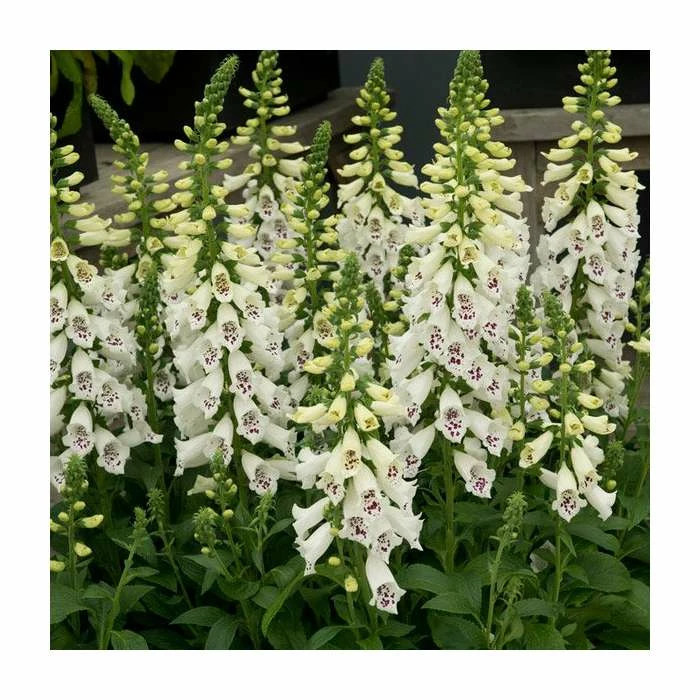 Digitalis 'Dalmatian White' | 3L Pot