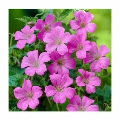Geranium 'Blushing Turtle'