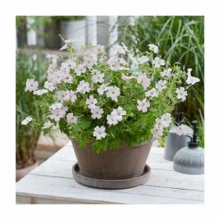 Geranium 'Dreamland'