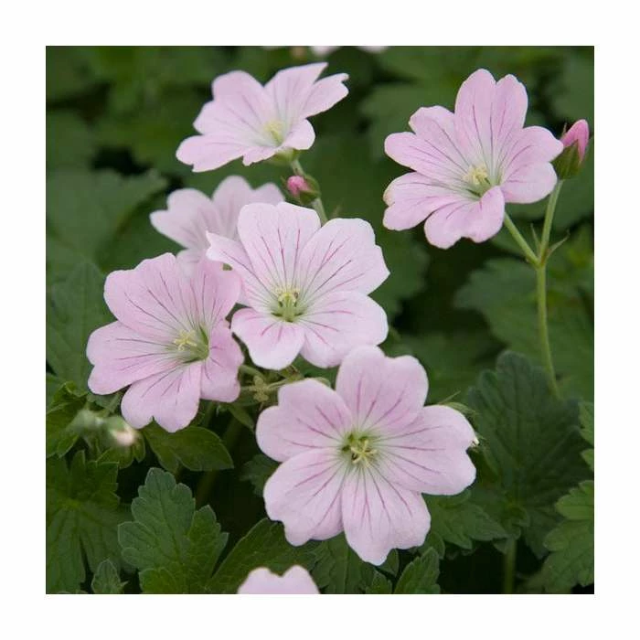 Geranium 'Dreamland' - Image 2