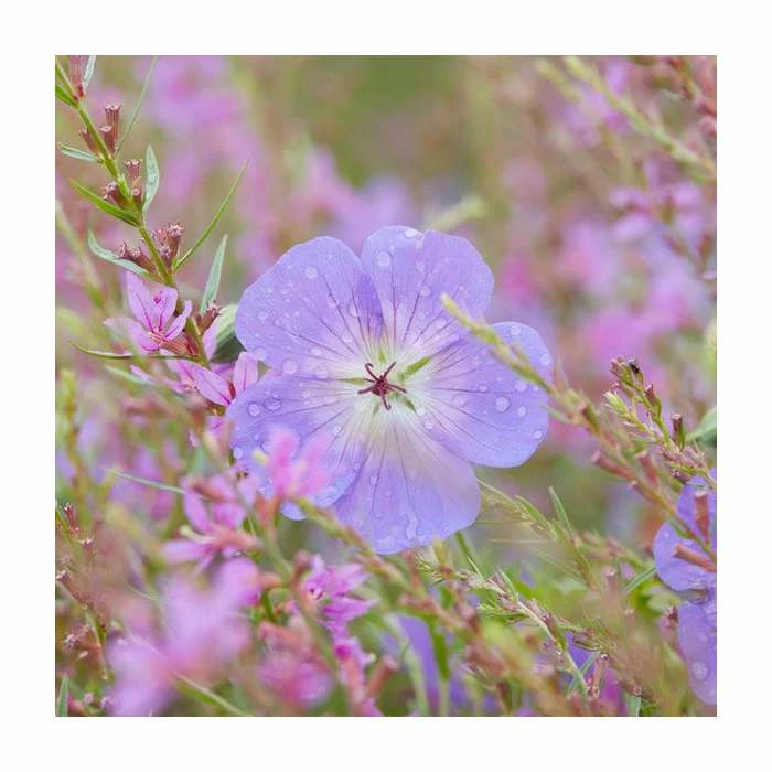 Geranium 'Rozanne' | 3L Pot - Image 3