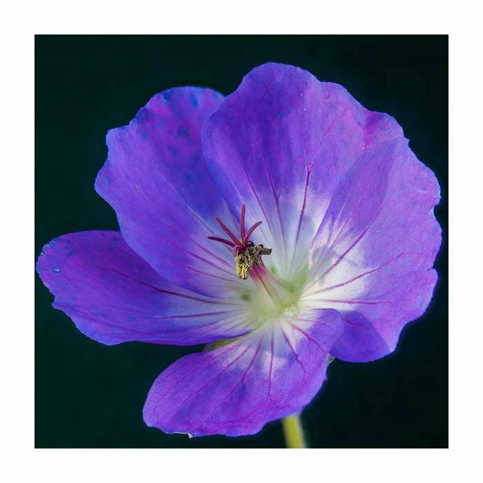 Geranium 'Rozanne' | 3L Pot - Image 2