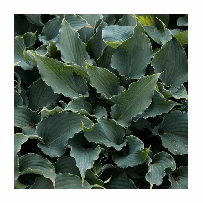 Hosta 'Chain Lightning' | 3L Pot