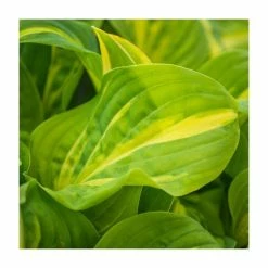 Hosta 'Emerald Charger' | 3L Pot
