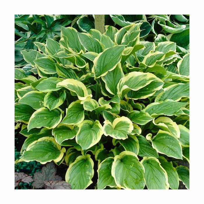 Hosta 'Fragrant Bouquet' | 3L Pot - Image 2