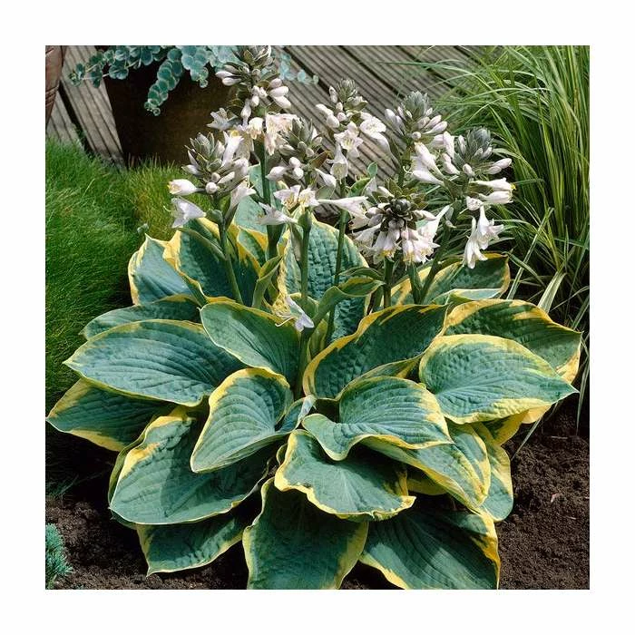 Hosta 'Frances Williams' | 3L Pot