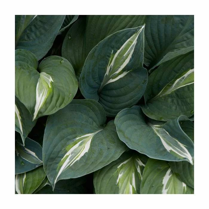 Hosta 'Snake Eyes' | 3L Pot