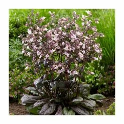 Penstemon 'Dark Towers' | 3L Pot