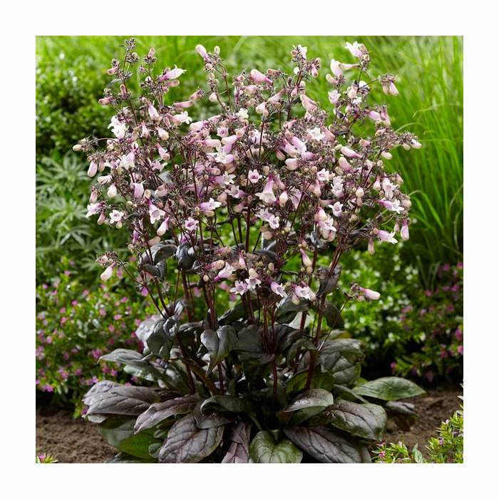Penstemon 'Dark Towers' | 3L Pot