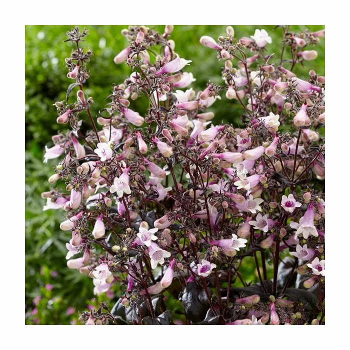 Penstemon 'Dark Towers' | 3L Pot - Image 2